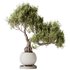 AV Indoor plants set 136 Bonsai Pinus Pentaphylla Thunbergii and Ficus Retusa Microcarpa Bonsai Ginseng - Thumbnail 1