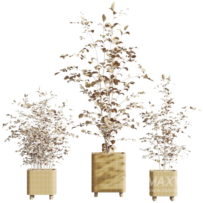 AV HousePlants Alnus Glutinosa Alder Betulaceae Schwarzerle Betulus Hazel Erle Set01 - Image 4