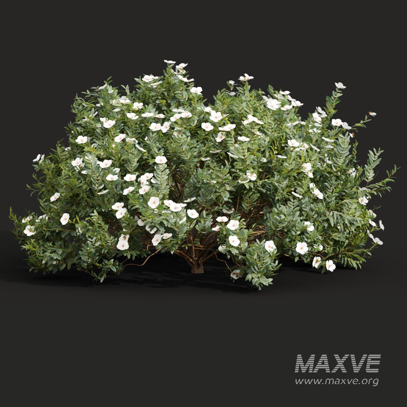 AV 5different bush Cistus Albidus Zistrose Flower White and Coronilla Valentina Glauca - Image 5