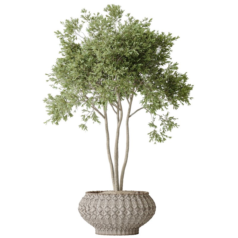 AV Indoor plants set 164 Ravenala Banana Strelitzia Nicolai Bird and Aspidistra Elatior and Arbequina Wilsonii Chemlali Olive - Image 2