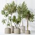 AV Indoor plants set 162 Mandarin Citrus Fruit Orange and Ficus Cyathistipula and Benjamina African Fig and Yucca Aloifolia Rostrata Palm - Thumbnail 6