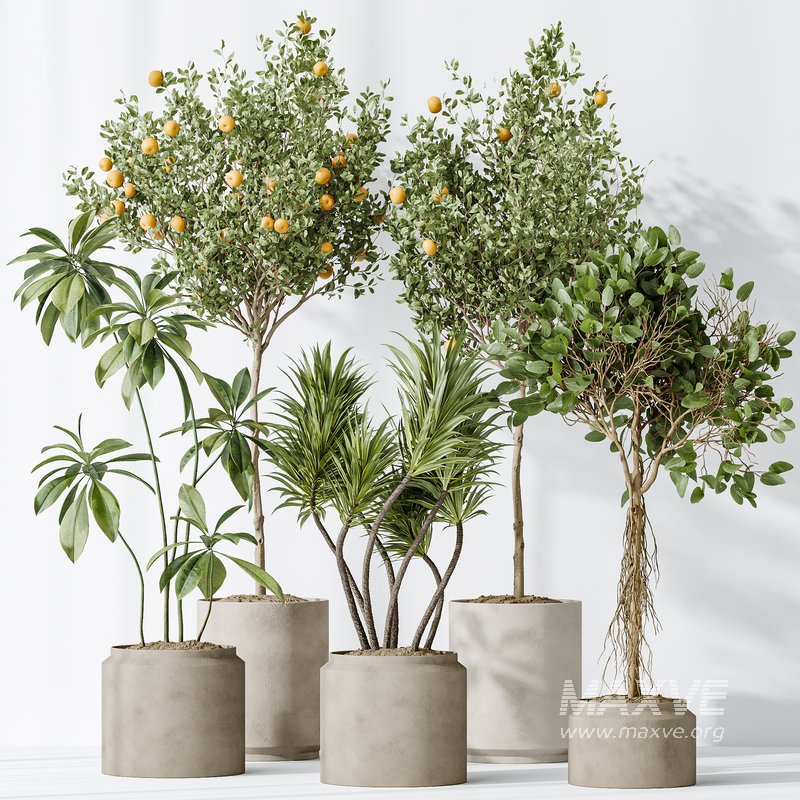 AV Indoor plants set 162 Mandarin Citrus Fruit Orange and Ficus Cyathistipula and Benjamina African Fig and Yucca Aloifolia Rostrata Palm - Image 6