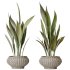 AV Indoor plants set 164 Ravenala Banana Strelitzia Nicolai Bird and Aspidistra Elatior and Arbequina Wilsonii Chemlali Olive - Thumbnail 3