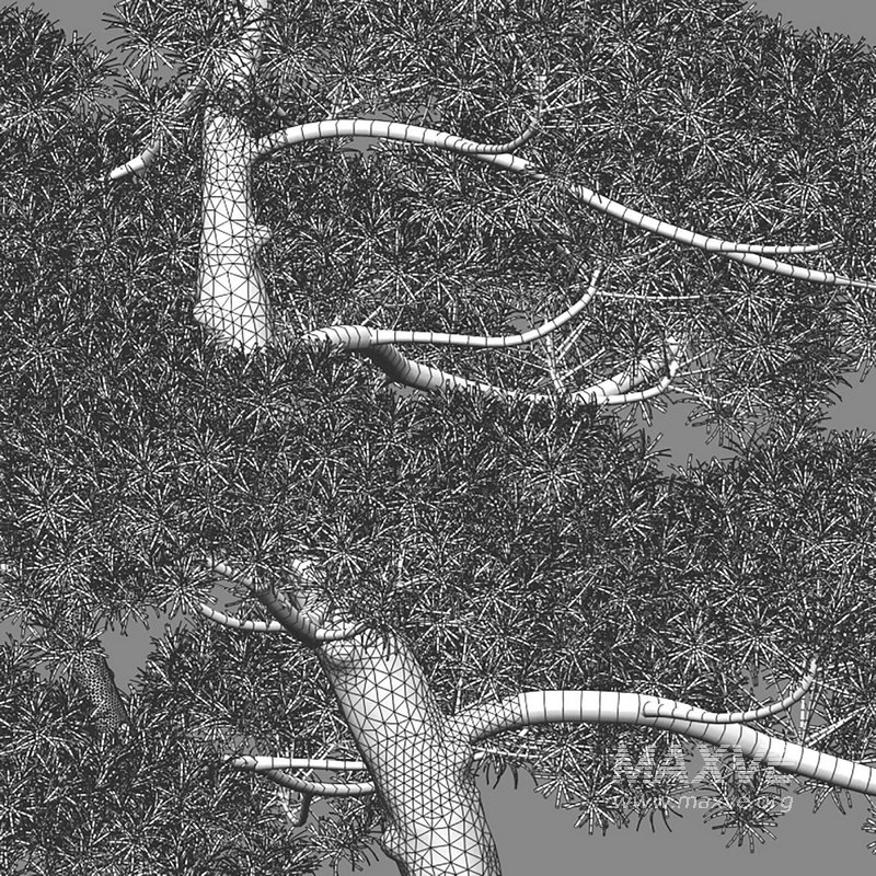 Podocarpus macrophyllus – yew plum pine 03 - Image 3