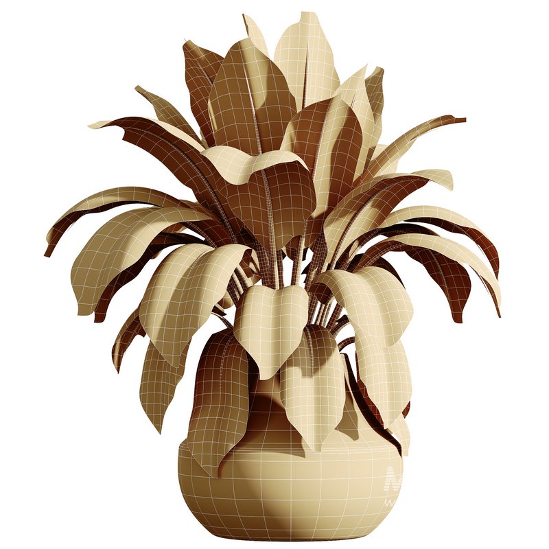 AV HousePlants Ficus Elastica Robusta Abidjan Set02 - Image 3