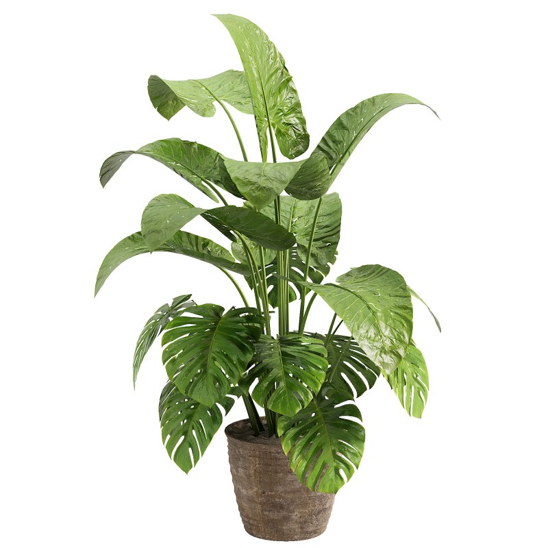 Indoor jungle - Image 2