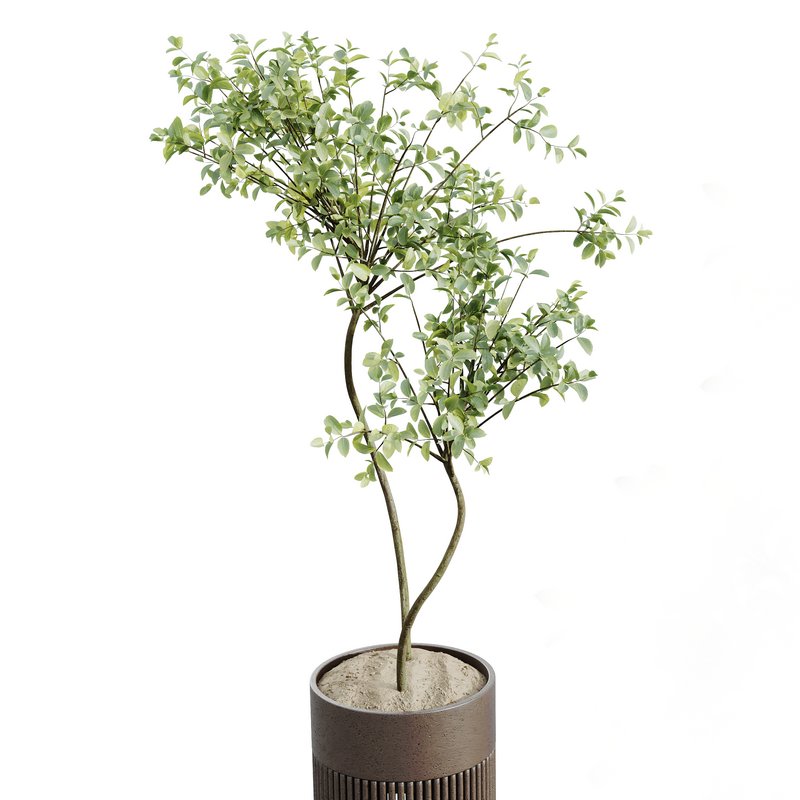 AV Indoor plants set 158 Europaea Olive Eucalyptu Joyplants and Ficus Binnendijkii Alii Maclellandii - Image 5