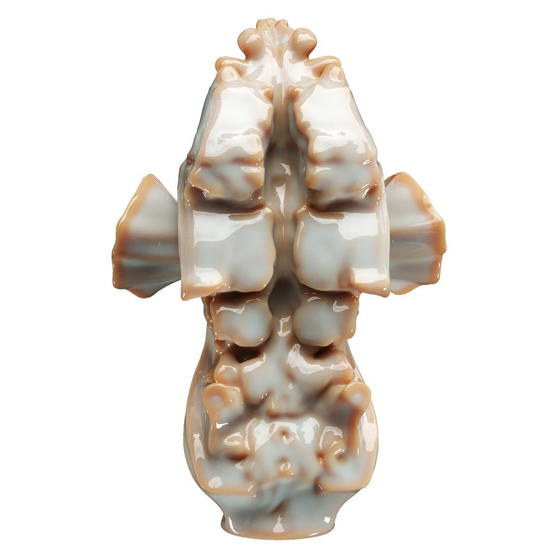 Decorative conch - Image 1