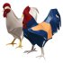 rooster chicken - Thumbnail 1