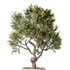 AV Indoor plants set 160 Artificial Olivo Olea Tree and Yucca Elephantipes Gigantea and Ficus Retusa Microcarpa Bonsai Ginseng - Thumbnail 1