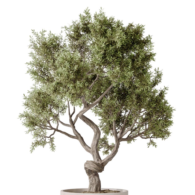 AV Indoor plants set 160 Artificial Olivo Olea Tree and Yucca Elephantipes Gigantea and Ficus Retusa Microcarpa Bonsai Ginseng - Image 1