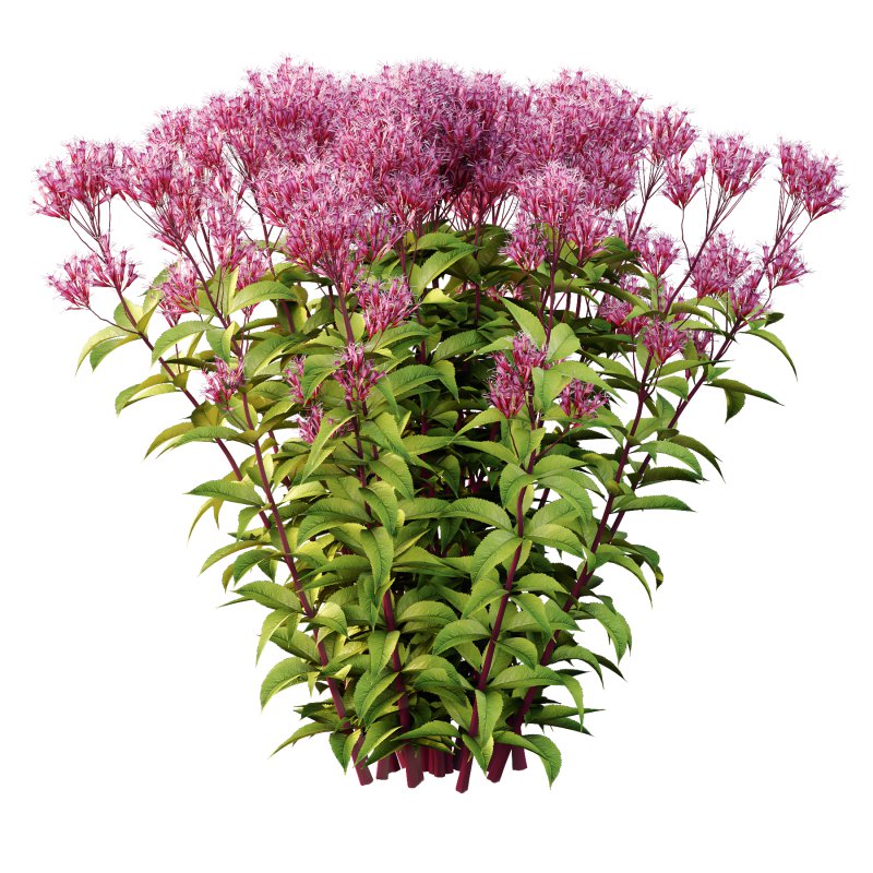 Eupatorium Purpureum Plant 02 - Image 4