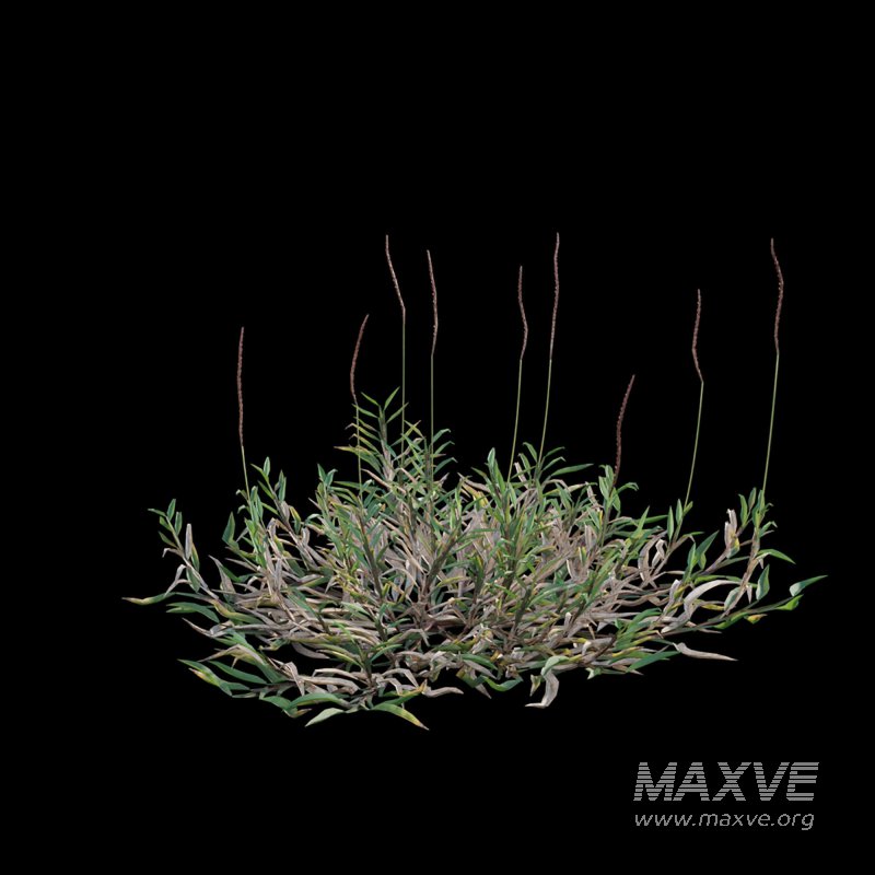 Eremochloa ophiuroides ¨C set 02 - Image 6