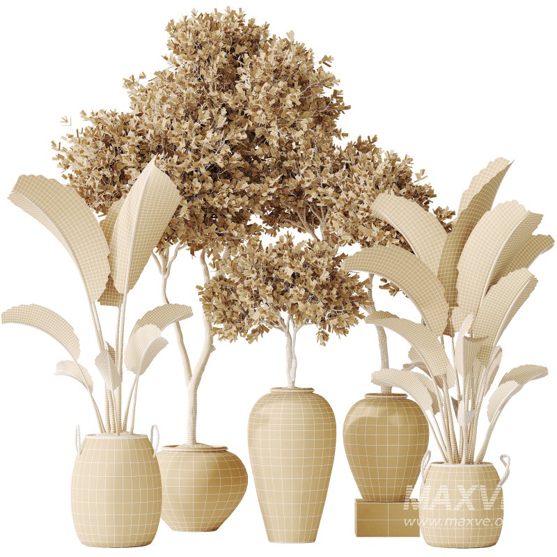 AV Indoor plants set 163 Mission Olive Tree and Ravenala Banana Strelitzia Nicolai Bird Of Paradise - Image 5