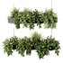 Indoorplants-Hanging plants set-86 - Thumbnail 5