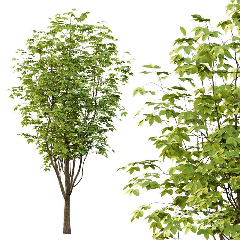 Fraxinus Rhynchophylla Tree 05 - Image 5