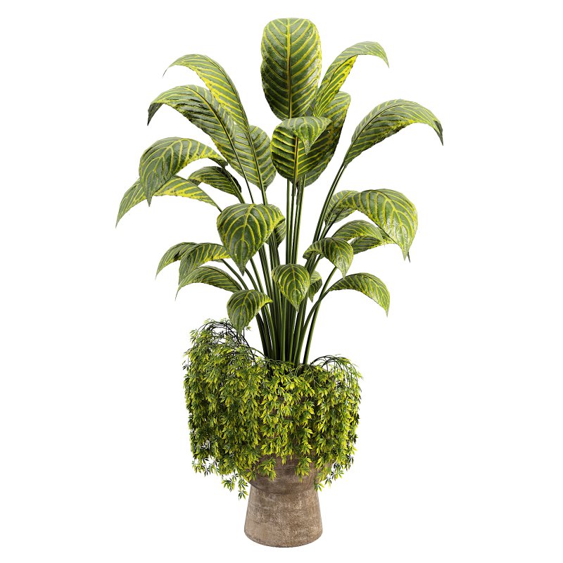 Canna indoor plent - Image 2