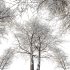 AV Plants Alnus Glutinosa Winter Snow Tree - Thumbnail 2