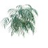 Pteris umbrosa ¨C Jungle Brake Fern - Thumbnail 5