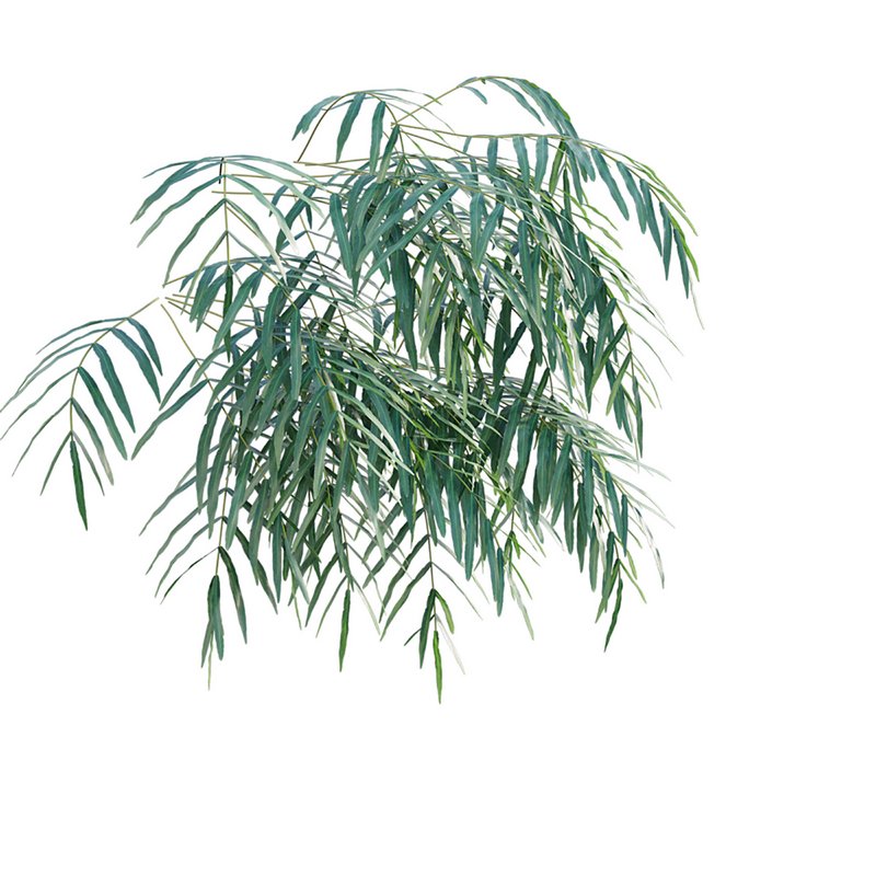 Pteris umbrosa ¨C Jungle Brake Fern - Image 5