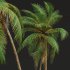AV Cocos Nucifera Windy and Roystonea Regia palm trees - Thumbnail 5