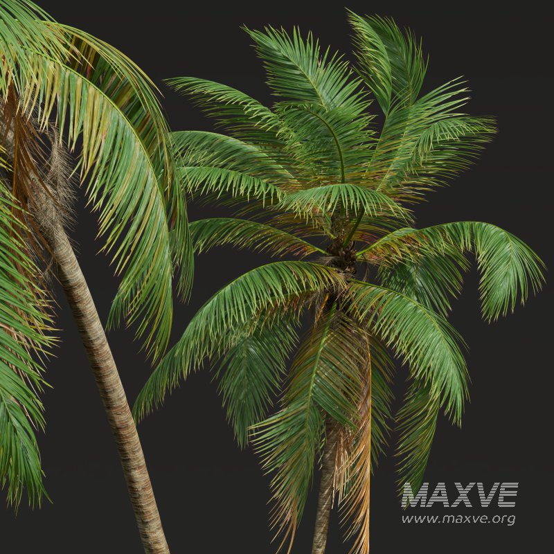 AV Cocos Nucifera Windy and Roystonea Regia palm trees - Image 5