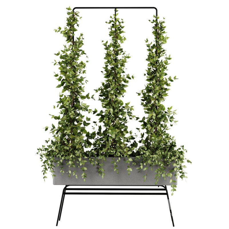 Outdoor Plants-Ivy Plant set38 - Image 2