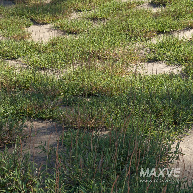 Eremochloa ophiuroides – wild - Image 2