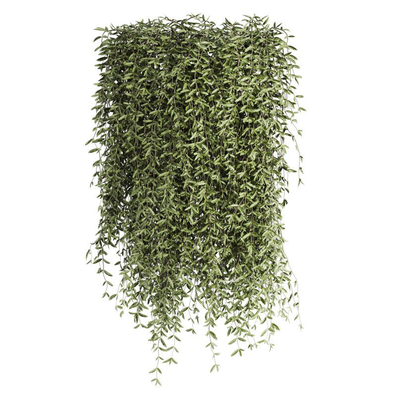 hanging plants - Image 1