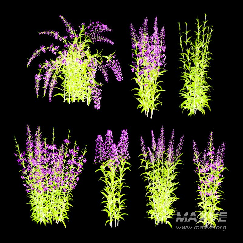 epilobium angustifolium Plant 01 - Image 3