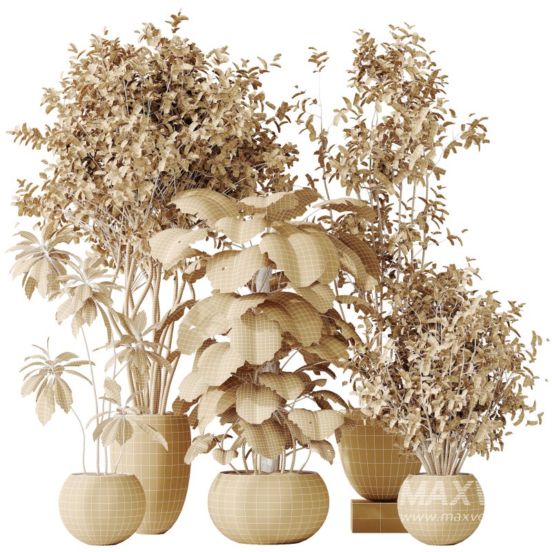 AV Indoor plants set 166 Beech Olea Europaea Olive Eucalyptu and Elegant Monstera Deliciosa and Ficus Cyathistipula - Image 9