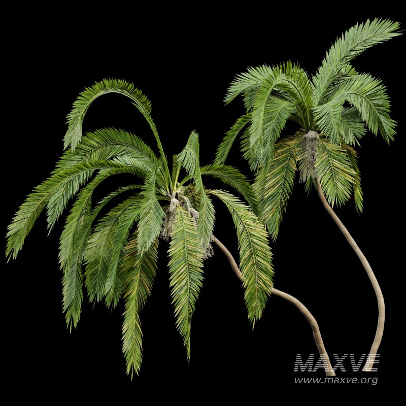 AV Queen Palm Trees Syagrus Romanzoffiana and Mexican Fan Palm Washingtonia Robusta trees - Image 5