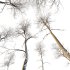 AV Plants Ash Tree Winter Snow Set02 - Thumbnail 2
