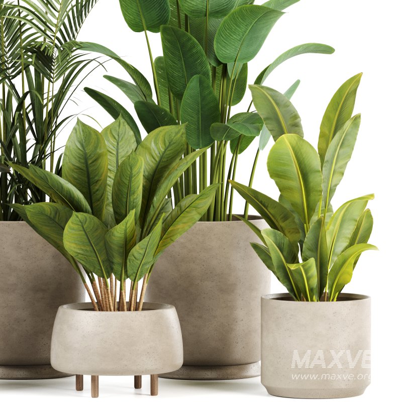 Indoor plants set158 - Image 4