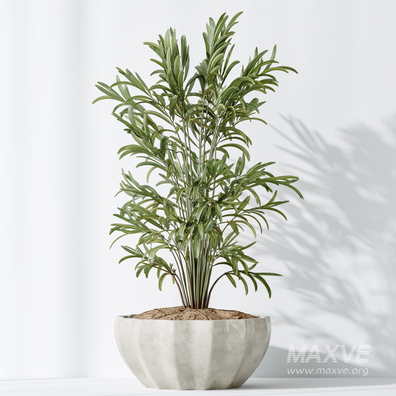 AV Indoor plants set 167 Artificial Olivo Olea Tree and Areca Majesty Cat Reed Palm and Lutescens Areca Palm - Image 5