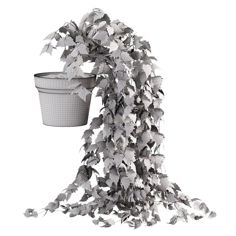 Long Ivy Plant Big Leaf - Image 1