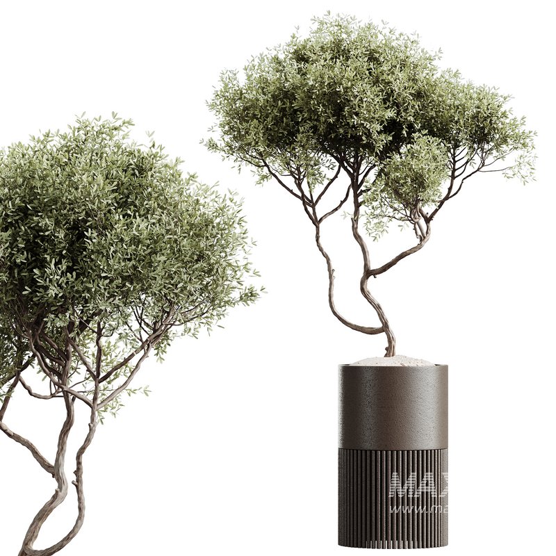 AV HousePlants Mission Kalamata Leccino Arbequina Wilsonii Chemlali Olive Set03 - Image 2