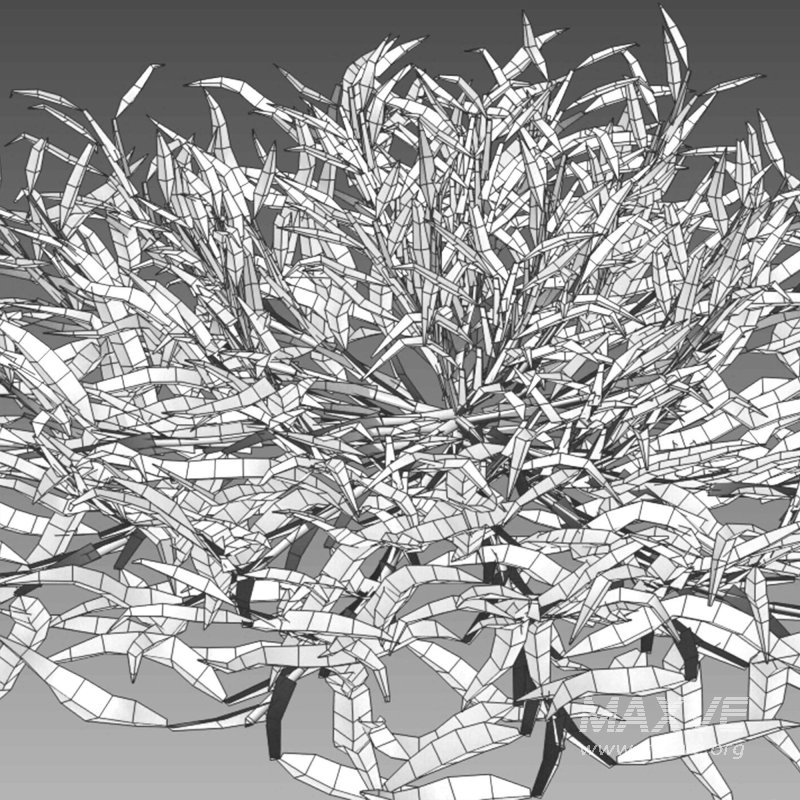 Eremochloa ophiuroides – set 01 - Image 7