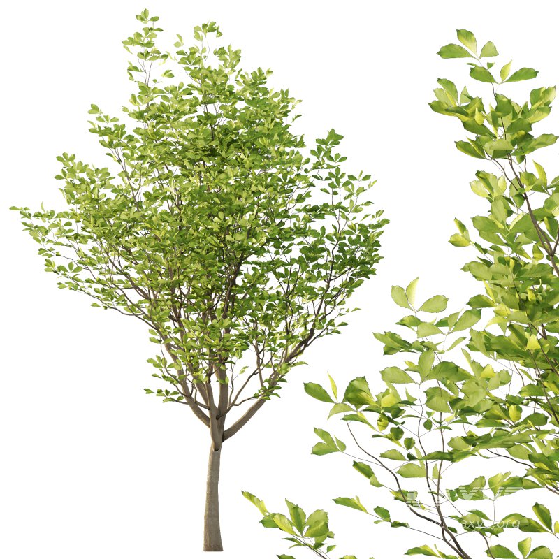 Fraxinus Rhynchophylla Tree 01 - Image 4