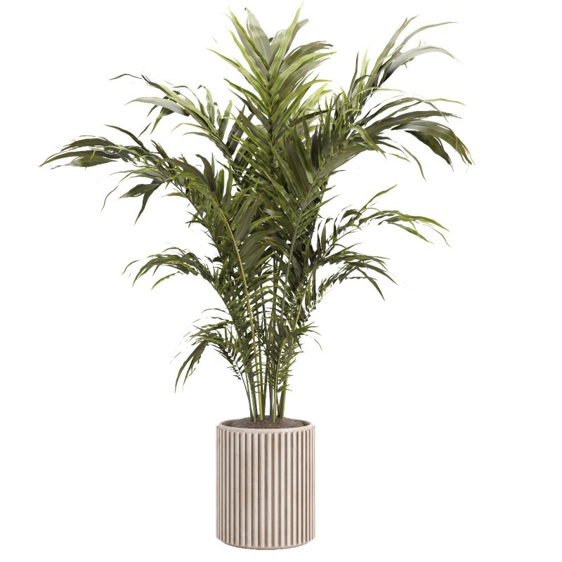 Indoor plant 02 - Image 3