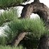 Pine bonsai - Thumbnail 2