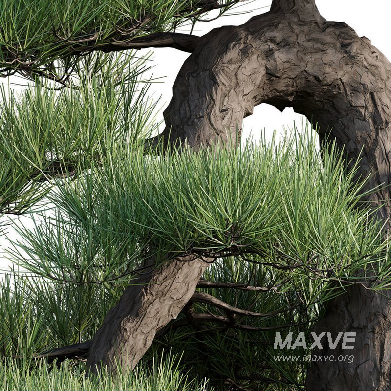 Pine bonsai - Image 2