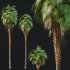 AV Queen Palm Trees Syagrus Romanzoffiana and Mexican Fan Palm Washingtonia Robusta trees - Thumbnail 7