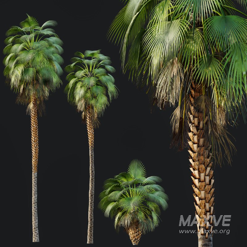 AV Queen Palm Trees Syagrus Romanzoffiana and Mexican Fan Palm Washingtonia Robusta trees - Image 7