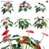 Anthurium Andraeanum – Flamingo Flower - Thumbnail 1