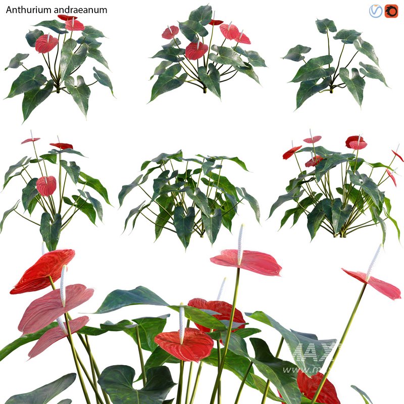 Anthurium Andraeanum – Flamingo Flower - Image 1
