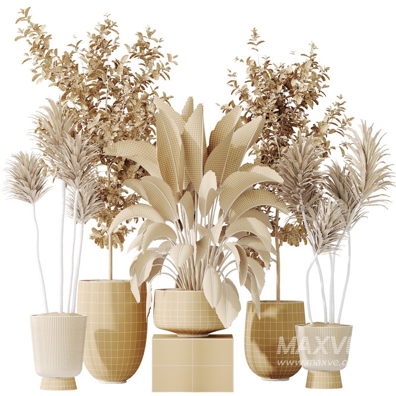 AV Indoor plants set 159 Europaea Olive Eucalyptu Joyplants and Spineless Yucca Aloifolia Rostrata Palm and Ravenala Banana Strelitzia - Image 9