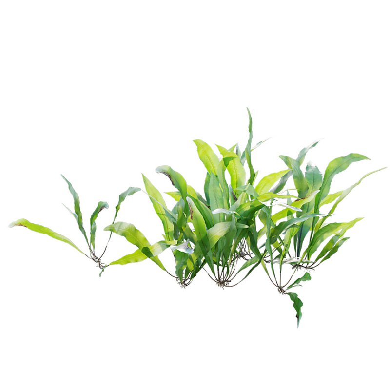 Neolepisorus fortunei - Image 3