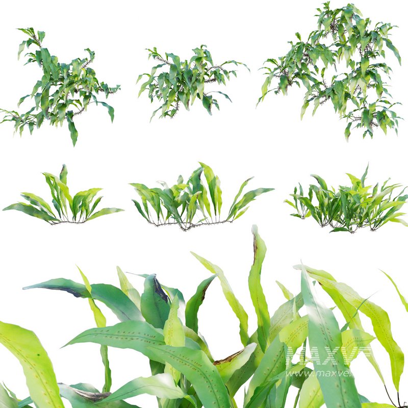 Neolepisorus fortunei - Image 1