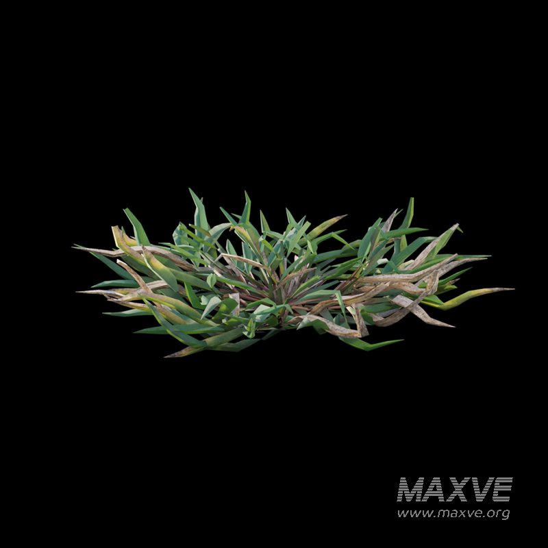 Eremochloa ophiuroides ¨C cut 03 - Image 5